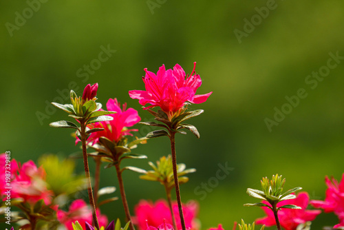 鮮やかな赤いツツジの花