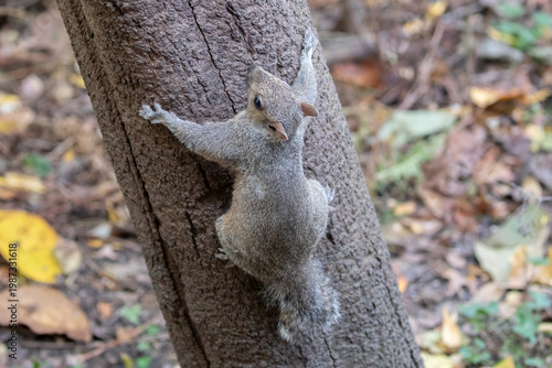 Eastern gray squirrel Sciurus carolinensis climbing tree wildlife animal