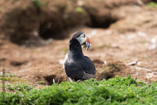 Rear view of an Atlantic Puffin (Fratercula arctica) looking over its shoulder with a beak full of sandeels standing on green coastal grass near dirt nesting burrows on Skomer Island, Wales, UK.