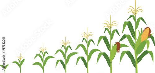 Corn plant growth stages vector illustration, maize development process, agricultural lifecycle from seedling to mature crop, farming concept, organic food production and cultivation stages