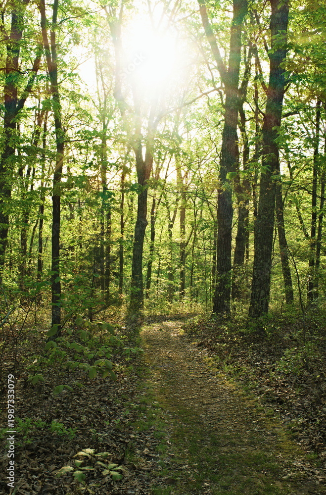 Fototapeta premium Vertical forest trail in soft morning light 