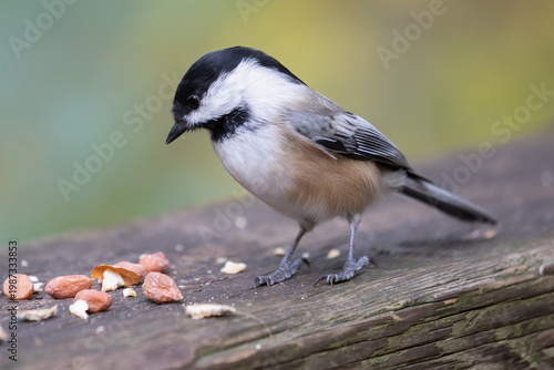 Black capped chickadee Poecile atricapillus bird feeding wildlife nature