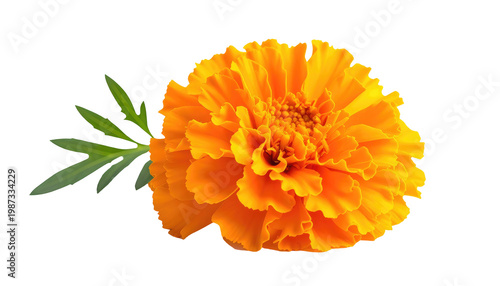 Bright orange flower with green leaves, set against a black background
