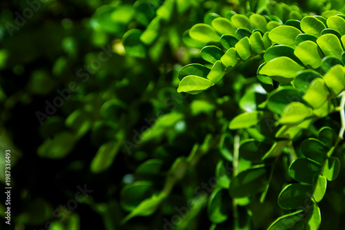 Green plant leaves natural background with soft focus