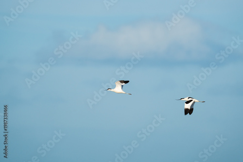 Two Pied Avocets (Recurvirostra avosetta) flying in perfect synchronization across a clear blue sky with soft white clouds, showcasing their striking black and white plumage and curved upward beaks.