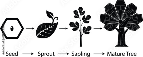 Growth stages of a tree, from seed to tree, illustrated in black on white background, tree growth stages