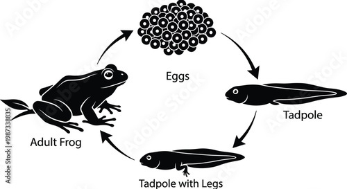 Fotografie Life cycle of a frog, stages of development from eggs to frog life cycle tadpole