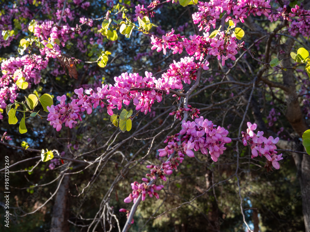 Obraz premium Vibrant pink Judas tree blossoms on branches in spring sunlight