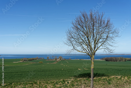 Leafless tree by green field and Baltic Sea Am Salzhaff