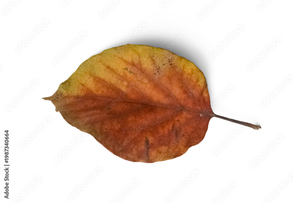 Fototapeta premium Withering leaf