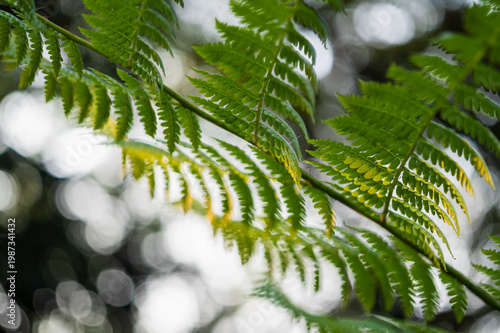 Konstfotografi Lush ferns growing in nature close-up vibrant green environment artistic viewpoi