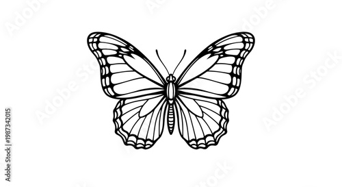 butterfly on white background