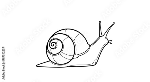 Detailed black and white line drawing of a snail with its shell and tentacles.
