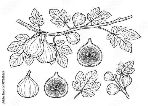 Fig vector illustration set with whole figs, sliced, and branches with leaves, hand drawn style.