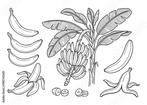 Banana vector illustration set including banana tree, bunches, whole fruit, peeled, and sliced fruit.