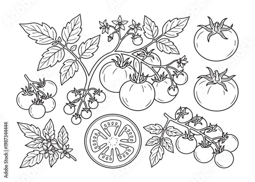 Tomato botanical collection with branches of cherry tomatoes and cross section vector illustration.