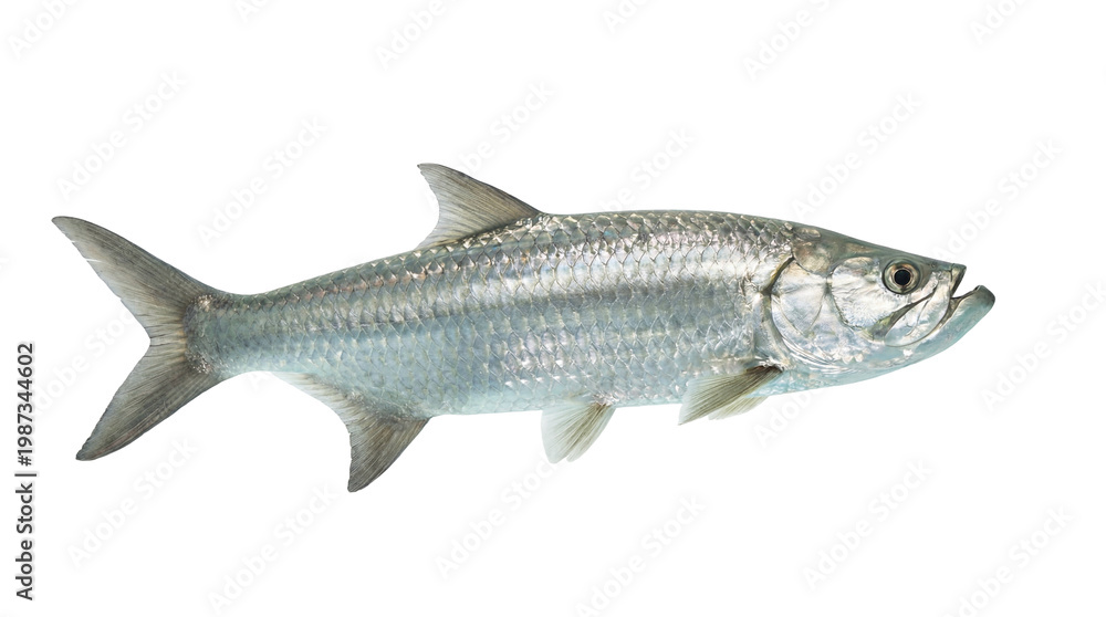Obraz premium Silver Tarpon Fish Isolated on White Background Studio Shot.