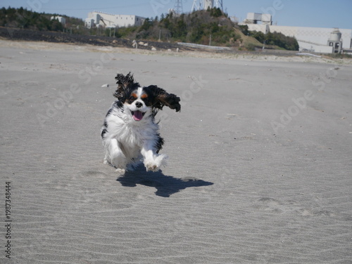 Quadro su tela Full-speed shot of a tricolor Cavalier King Charles Spaniel running towards the