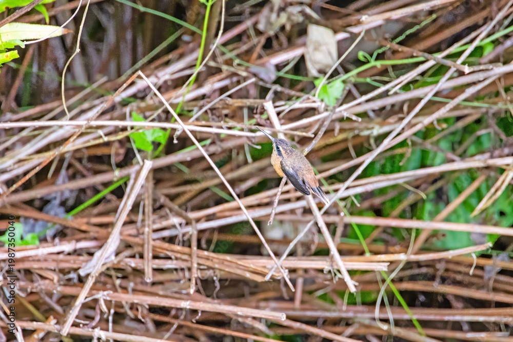 Obraz premium Small hummingbird perched on branches in forest