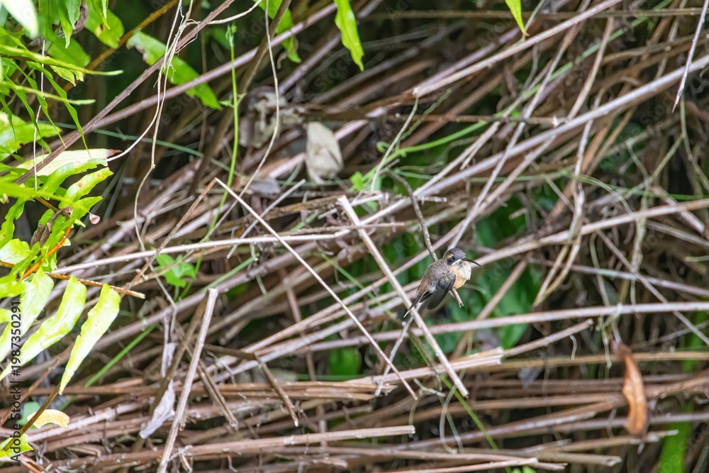 Fototapeta premium Small hummingbird perched on branch