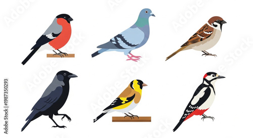 Common garden birds vector set with bullfinch sparrow and woodpecker isolated on white background flat illustration