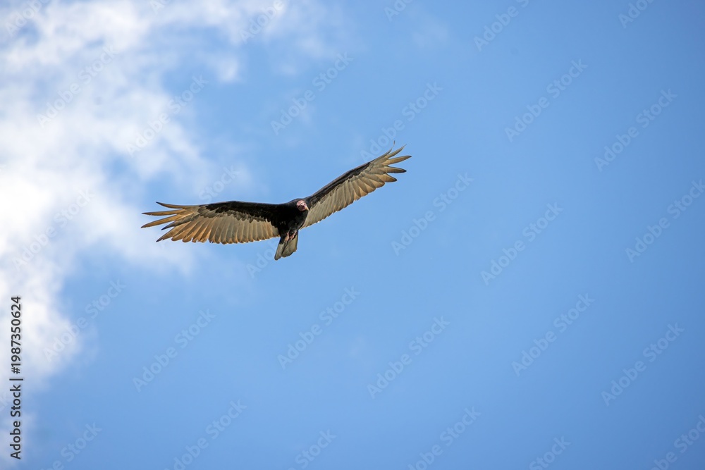 Obraz premium Turkey vulture wide wings flight