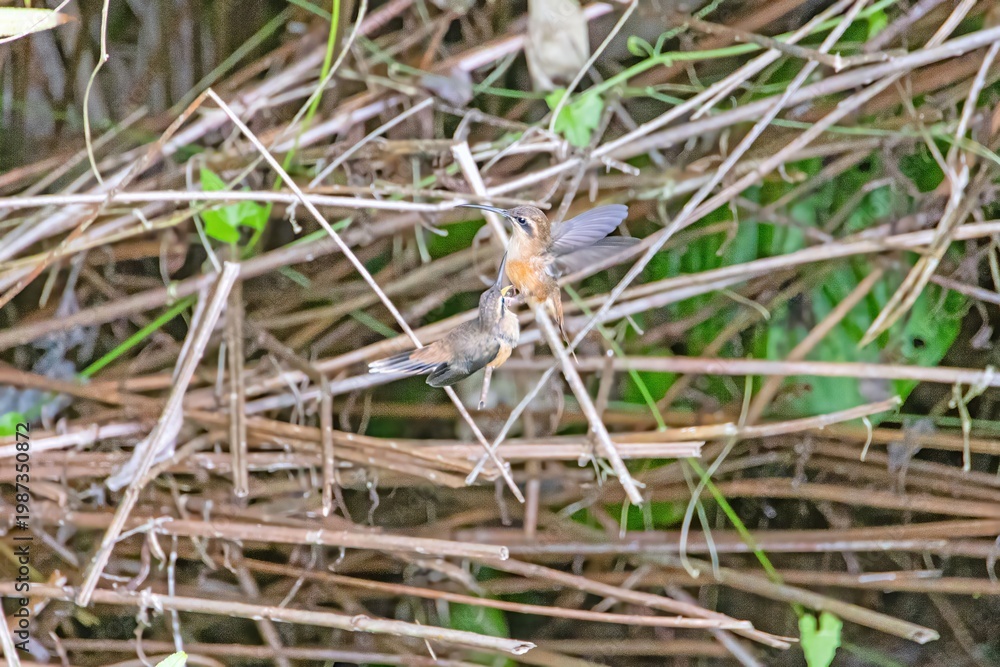 Fototapeta premium Two hummingbirds in flight interaction in Panama