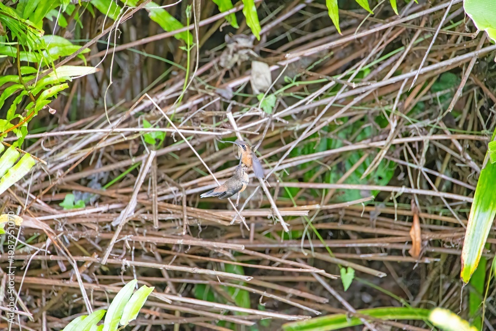 Fototapeta premium Rufous tailed hummingbird feeding mid air Panama