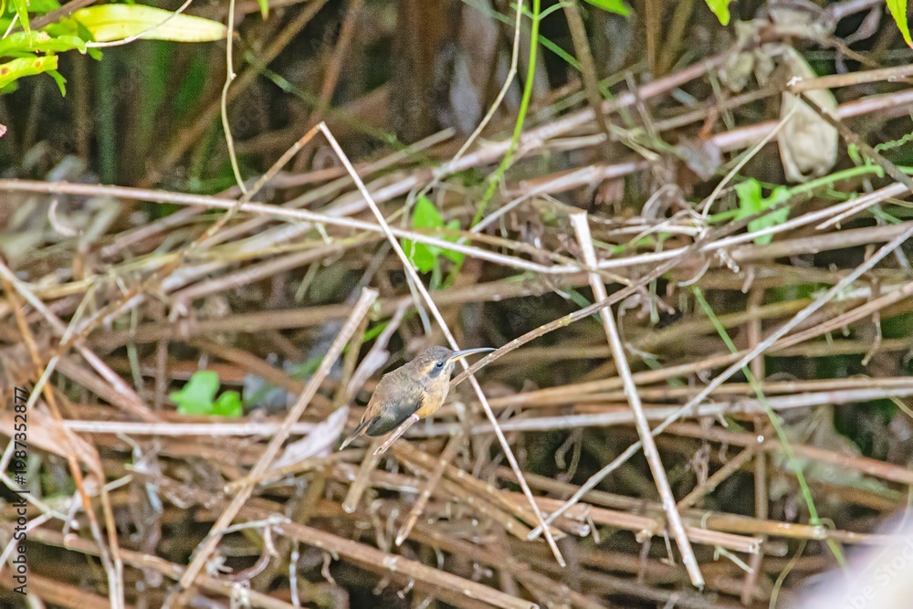 Fototapeta premium Two hummingbirds feeding interaction in tropical forest