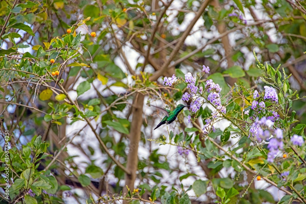 Fototapeta premium Green hummingbird feeding on purple flowers