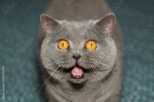 Funny surprised British Shorthair cat with wide open orange eyes and mouth. Close-up portrait of a shocked grey feline looking at camera.