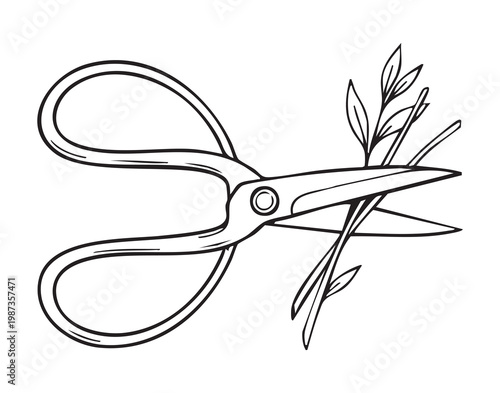Rustic kitchen tools for herb trimming. Metal scissors slicing fine botanical sprigs with grace. Artistic depiction of garden shears trimming delicate foliage in country kitchen setting