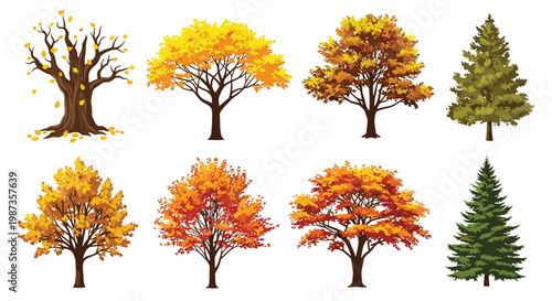 Comprehensive collection of eight different tree species in autumn colors and evergreen varieties on a white background.