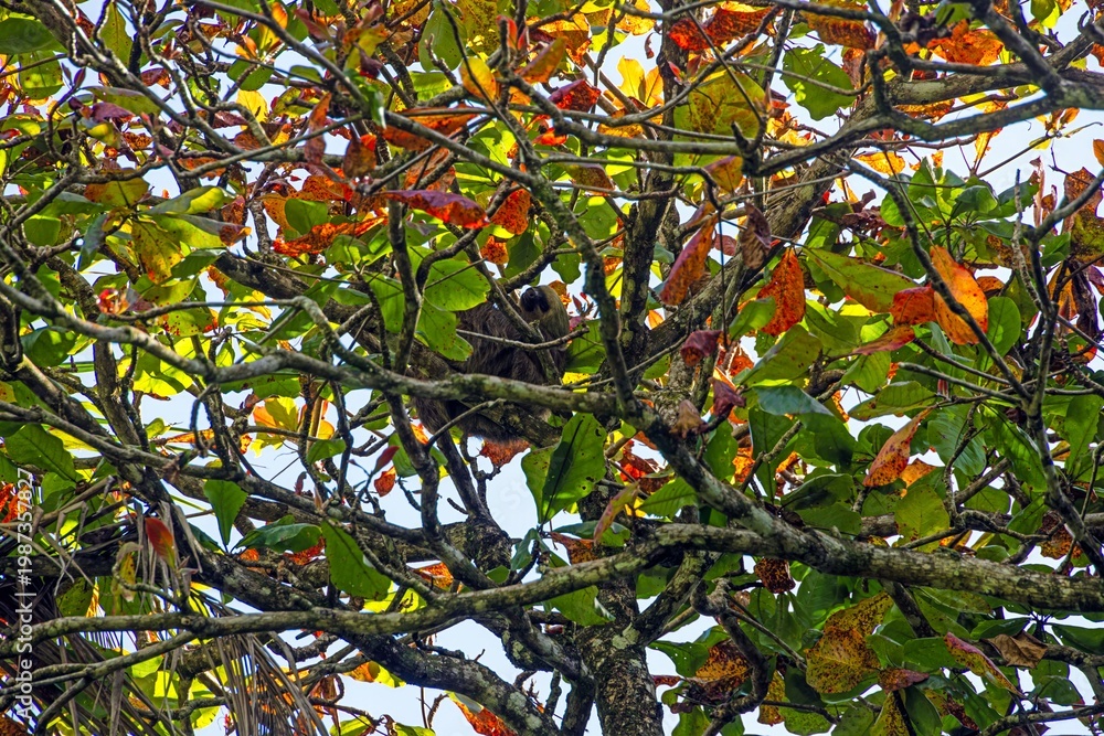 Fototapeta premium Sloth hidden in colorful tropical tree canopy