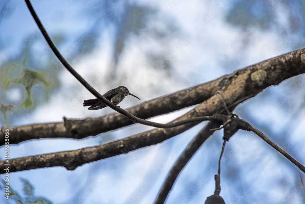 Fototapeta premium Hummingbird perched on thin branch in Panama