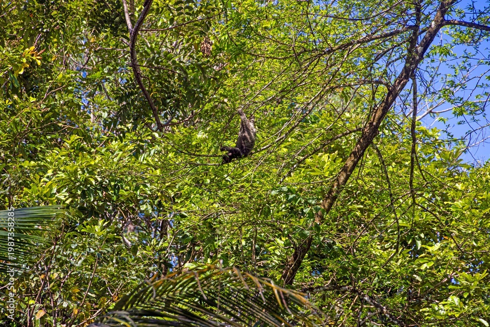 Fototapeta premium Sloth hanging in tropical tree canopy Panama