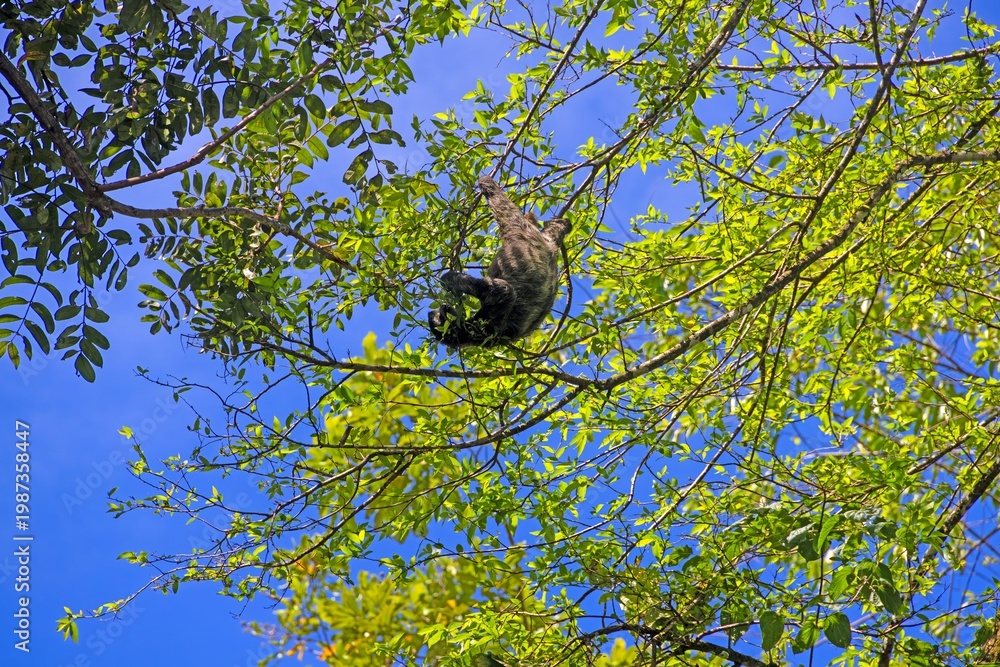 Fototapeta premium Sloth hanging upside down in tree Panama