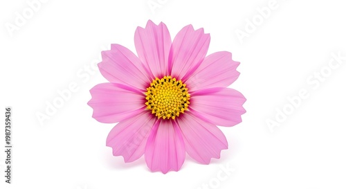 A vibrant pink cosmos flower with a bright yellow center against a white background isolated on white background