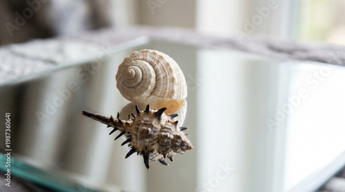 Wallpaper Mural Still Life, Seashells, Indoor, Photography, Reflective Surface, Close-Up, Natural Beauty Torontodigital.ca
