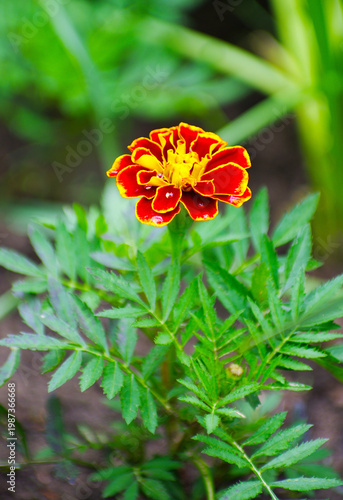 red marigold with dew drops