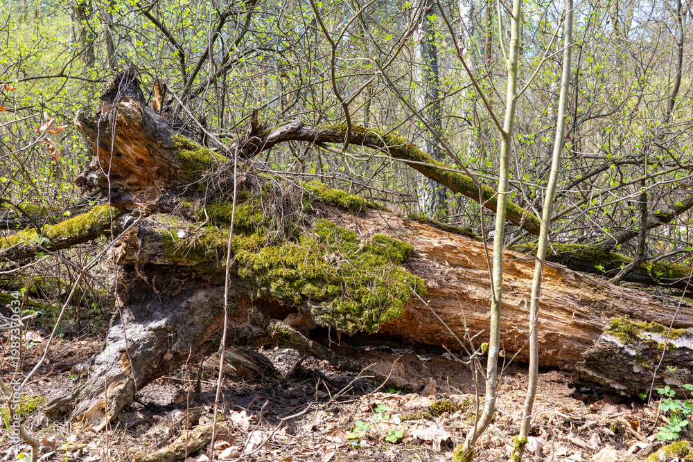 Fototapeta premium A wide-angle landscape photograph features a fallen, decaying tree trunk heavily covered in moss in a dense forest.