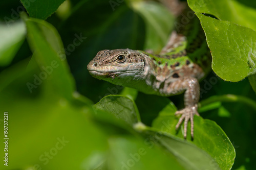A green lizard peeks from dense leaves in a close-up portrait, showcasing textured scales, natural camouflage and summer garden habitat in sharp macro detail and soft leafy bokeh