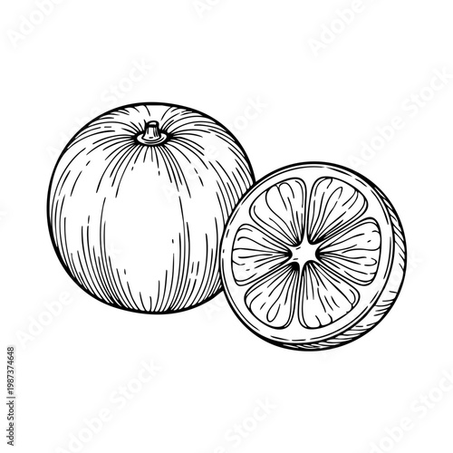 Vintage hand-drawn engraving illustration of a fresh orange fruit, whole and cross-section slice, isolated on white background.