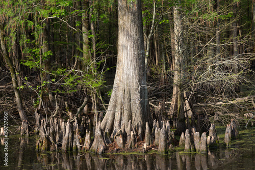 Bald cypress tree with protruding knee roots in natural swamp wetlands of Wapanocca Wildlife Refuge in Turrell, Arkansas, United States