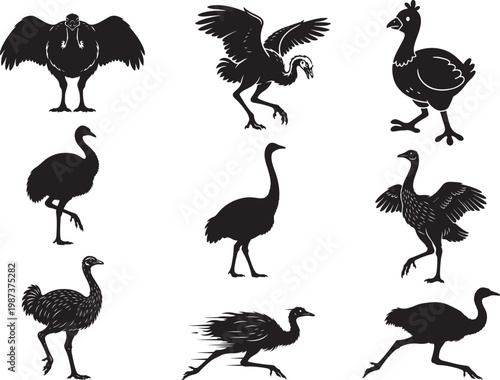 Fotografie Rhea Bird Walking with Large Flightless Body Structure