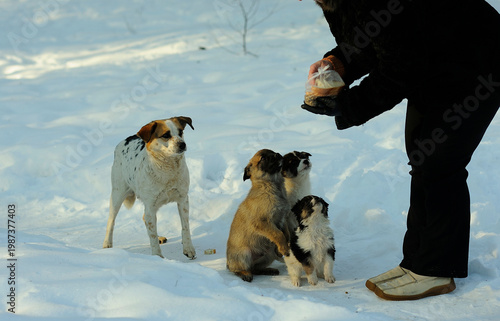 Woman hand petting a cute fluffy puppy outdoors on the snow in winter