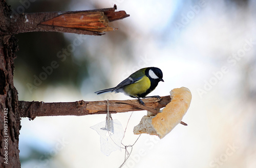 A small bird Great Tit Parus major eating a piece of bread on a branch