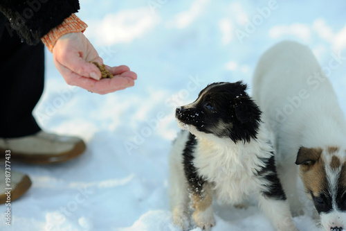 Woman hand petting a cute fluffy puppy outdoors on the snow in winter