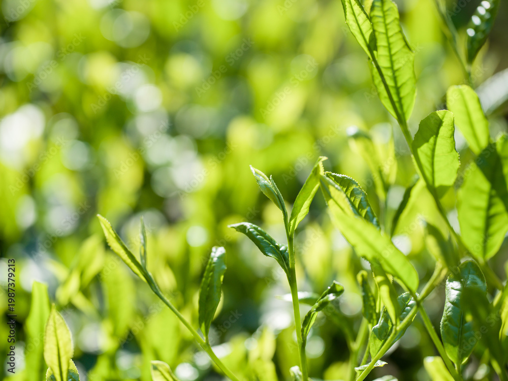 Naklejka premium 茶葉 新茶 茶畑
