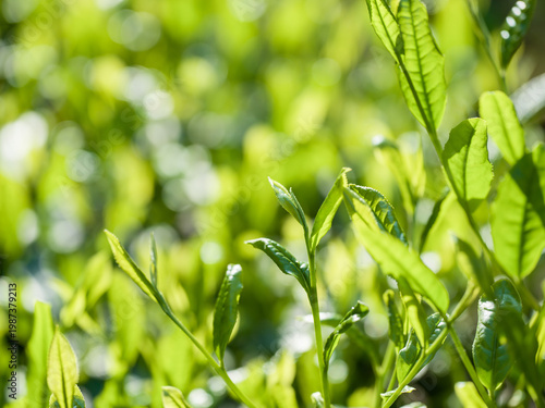 茶葉　新茶　茶畑